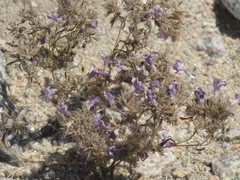 Angiospermae
