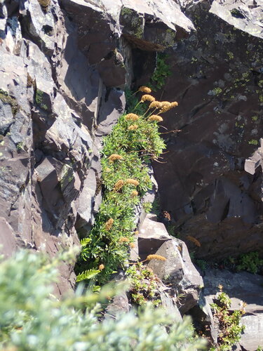 Olympic Rockmat (Petrophytum hendersonii)
