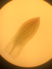 Syntrichia laevipila