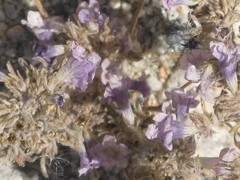 Angiospermae