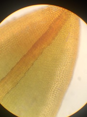 Syntrichia laevipila