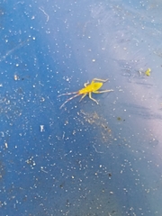 Campyloneura virgula