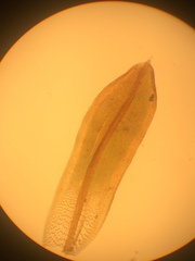 Syntrichia laevipila