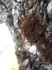 Syntrichia laevipila
