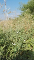 Commicarpus plumbagineus