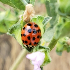 Harmonia axyridis