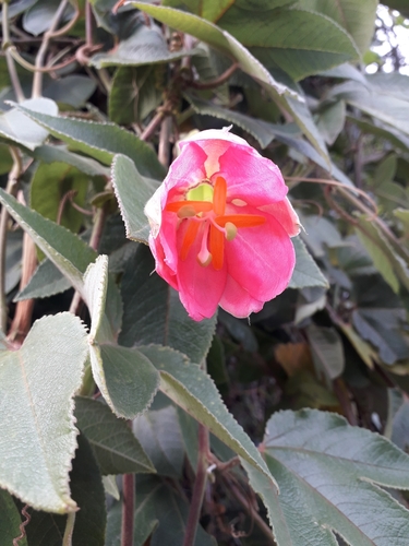Passiflora tripartita