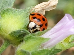 Harmonia axyridis