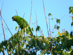 Psittacara leucophthalmus
