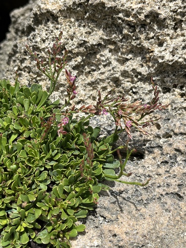 Limonium wrightii iNat (2)