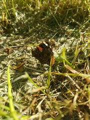 Vanessa atalanta