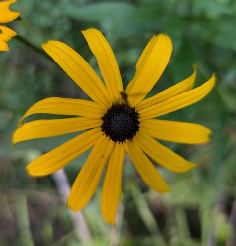 Rudbeckia sullivantii