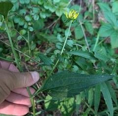 Alan Prather, CC BY, iNaturalist via GBIF Rudbeckia sullivantii, photograph Alan Prather, CC BY, iNaturalist via GBIF