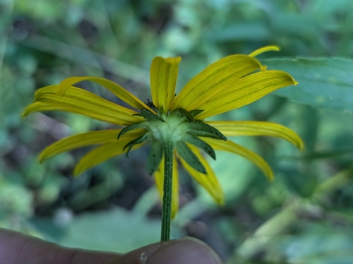 Rudbeckia sullivantii, photograph 3