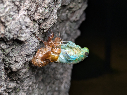 Robust Cicada photo 4