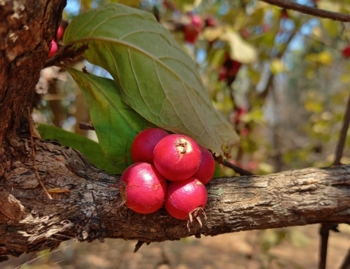 Feretia aeruginescens, photograph 2