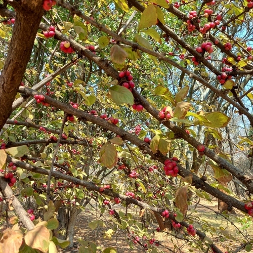 Pink-Medlar (Feretia aeruginescens)