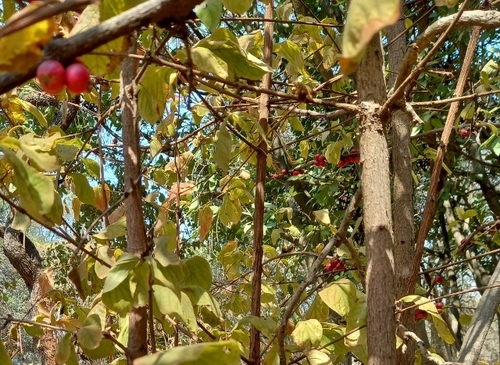 Feretia aeruginescens
