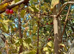 Feretia aeruginescens