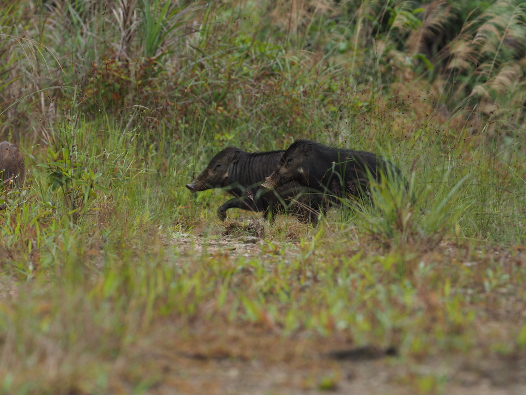 Sulawesi Warty Pig