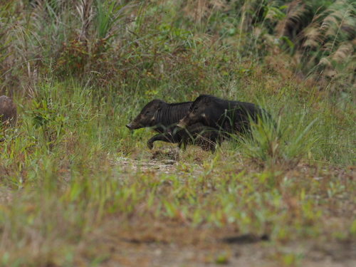 Sulawesi Warty Pig