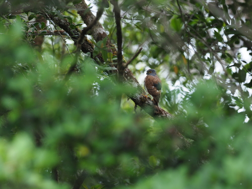 Dwarf Sparrowhawk (Tachyspiza nanus), photo 4