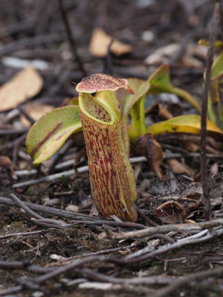 Nepenthes eymae, Sulawesi Tenggara, ID