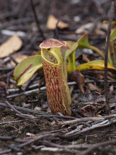 Nepenthes eymae