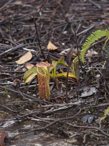 Nepenthes eymae