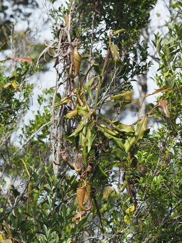 Image of Nepenthes maxima by no rights reserved