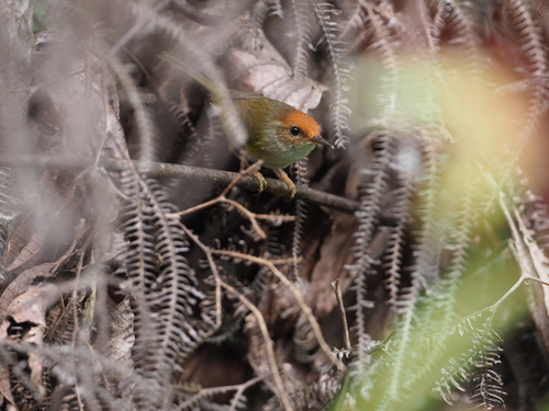 Mountain Tailorbird (Phyllergates cucullatus), photo 9