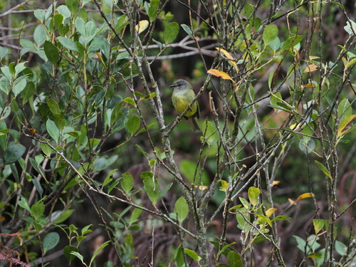 Sulawesi Heleia (Heleia squamiceps), photo 6