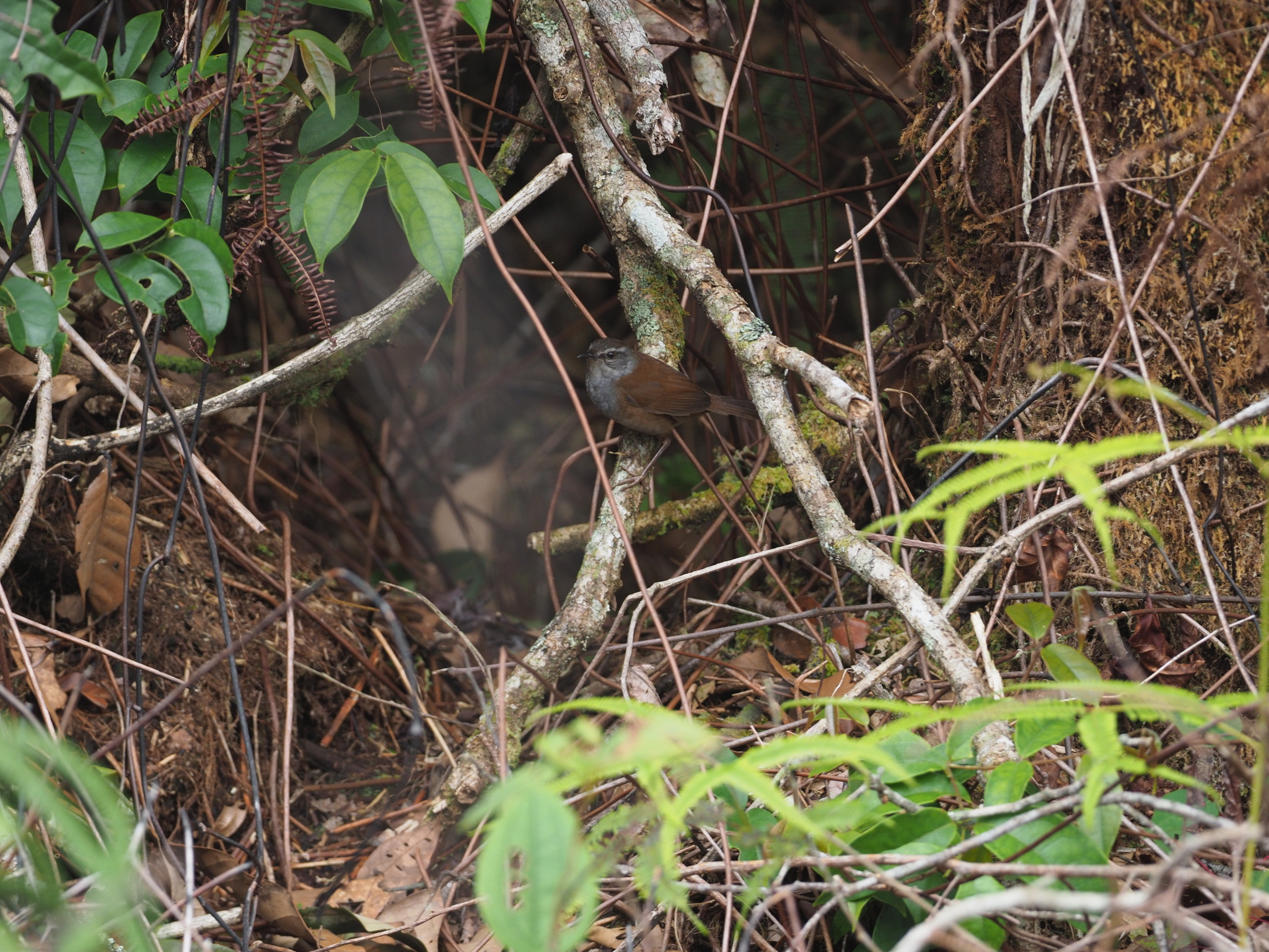 Sulawesi Bush Warbler (Locustella castanea), photo 4