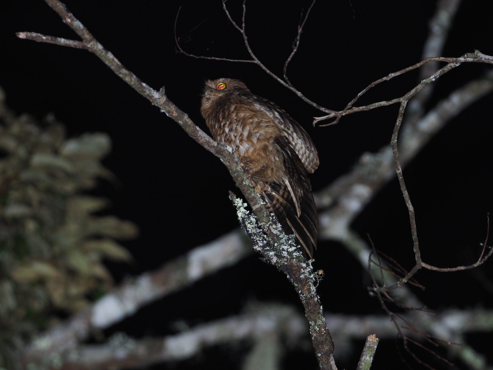 Cinnabar Boobook (Ninox ios), photo 2
