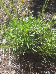 Stenotus armerioides armerioides