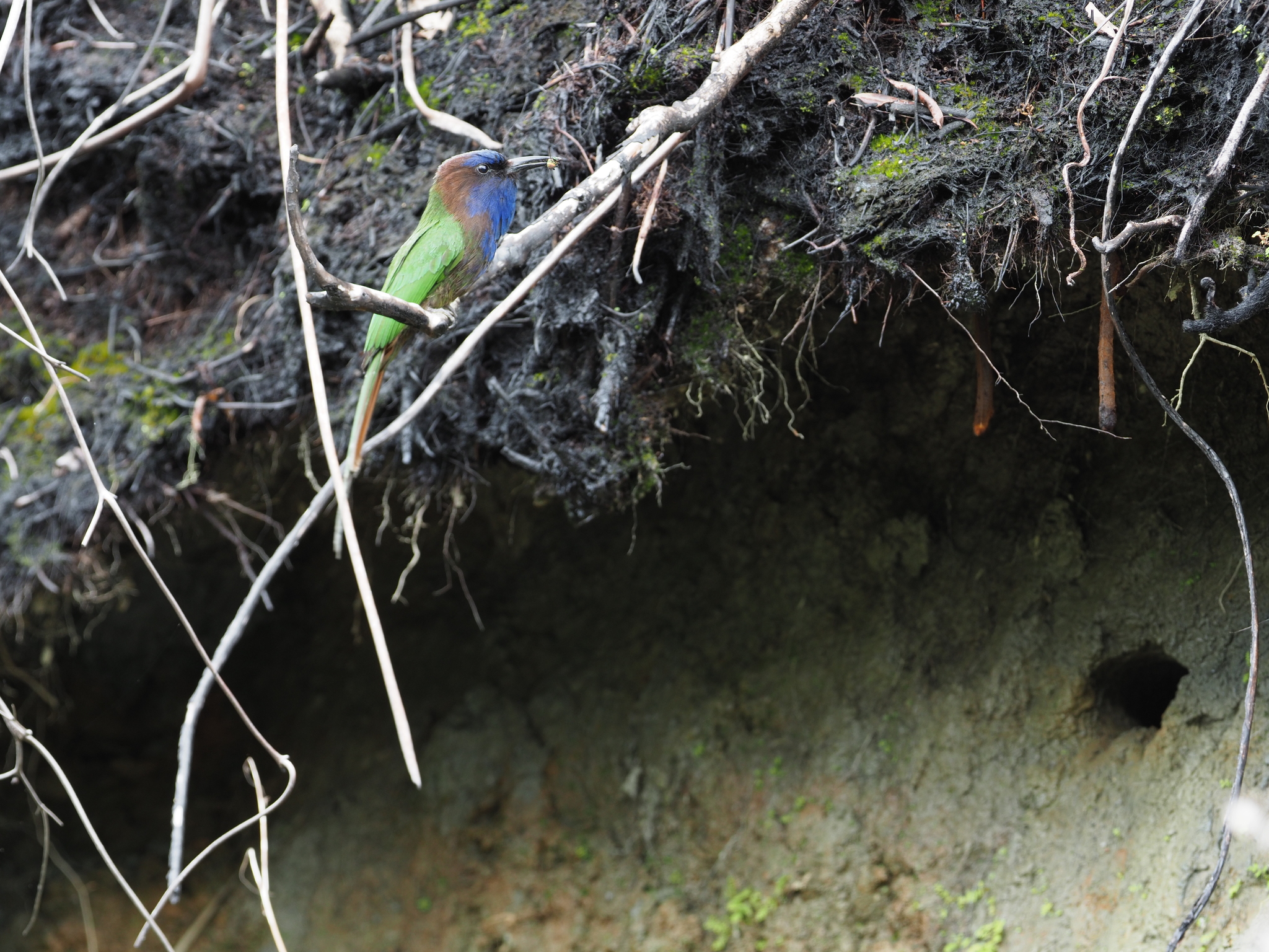 Purple-bearded Bee-eater (Meropogon forsteni), photo 3
