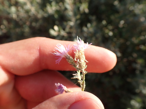 Image of Centaurea paniculata by (c) Franck Cabot, some rights reserved (CC BY)