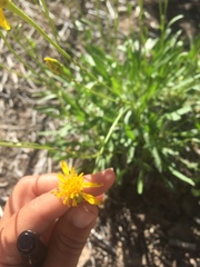 Stenotus armerioides armerioides