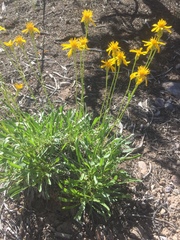 Stenotus armerioides armerioides