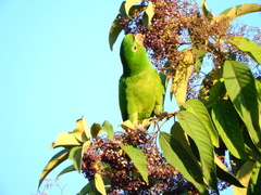 Psittacara leucophthalmus