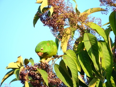 Psittacara leucophthalmus
