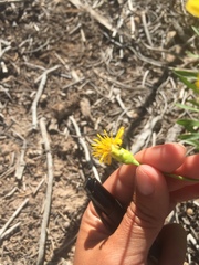 Stenotus armerioides armerioides