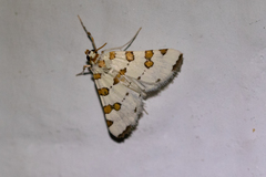 Conchylodes octonalis