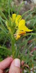 Calylophus