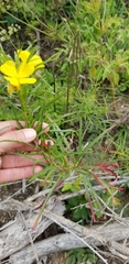 Calylophus
