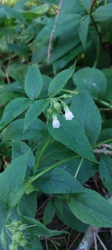 Symphytum officinale observed 2024-08-08