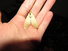 Selenarctia pseudelissa