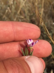 Clarkia purpurea viminea
