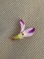 Clarkia purpurea viminea