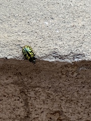 Calligrapha mexicana